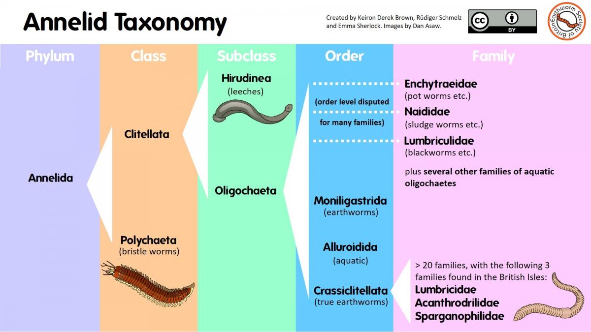 Discovering Earthworms Online Biodiversity Projects